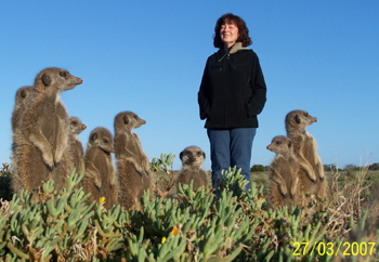 meerkat suricate meerkats suricates Meerkat Magic Tour at The Meerkat Magic Conservation Project with The Ungulungu wild meerkat / suricate group around Oudtshoorn, Western Cape, South Africa.